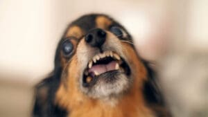 Dog Bites and Daily Life: How Even Small Injuries Can Change Your Future in Lexington, KY